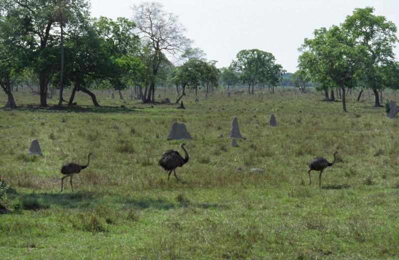 Pantanal 10/2006