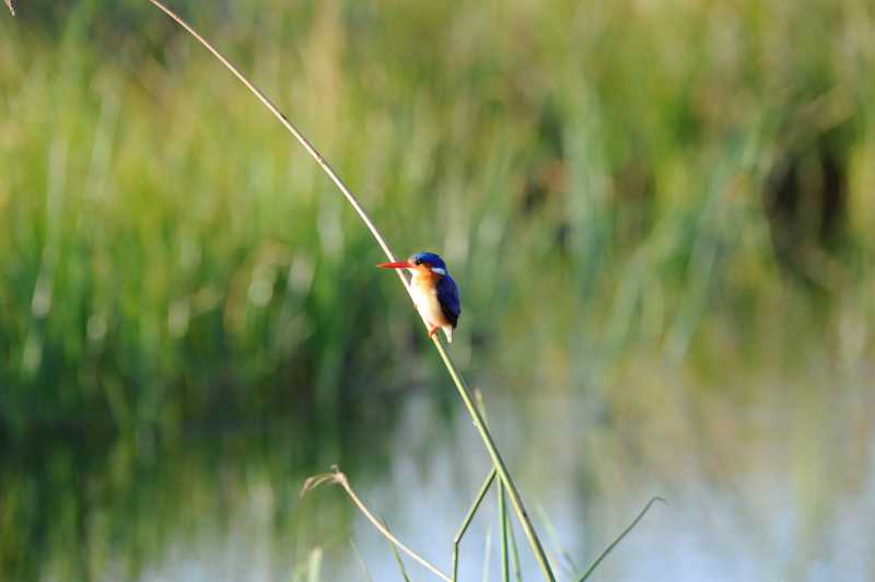 Chief´s Island, Okavango Delta, 07.2013