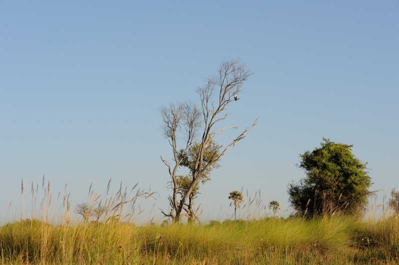 Chief´s Island, Okavango Delta, 07.2013
