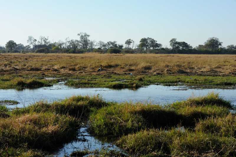 Khwai River, Okavango Delta, 07.2013