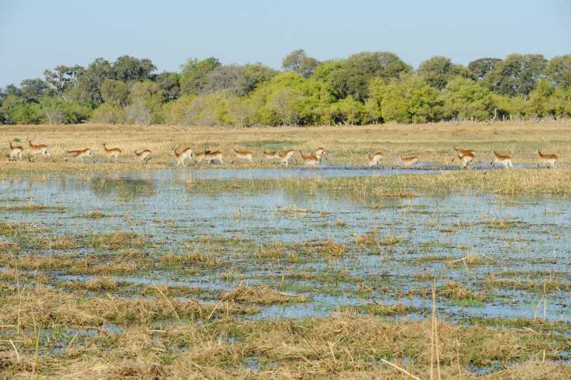 Khwai River, Okavango Delta, 07.2013