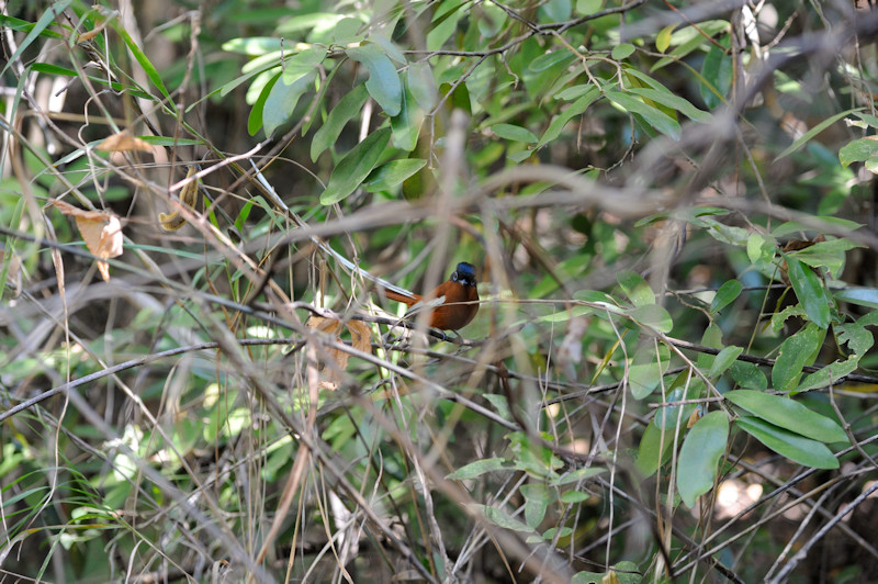 Isalo Nationalpark, 07.2015