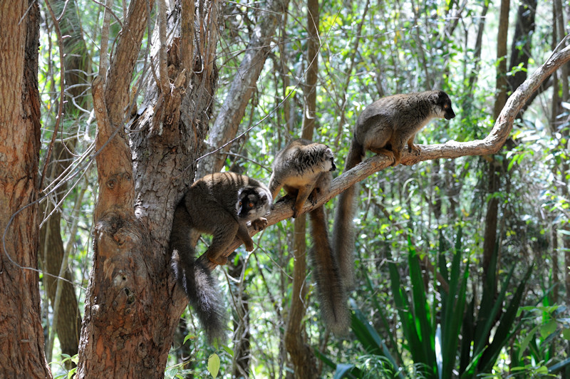Madagascar Exotic Reserve Peyrieras, 08.2015
