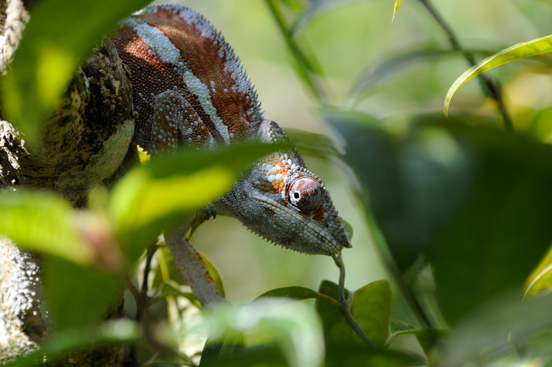 Madagascar Exotic Reserve Peyrieras, 08.2015