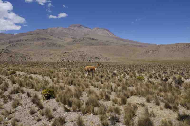 Altiplano, Peru, 09./10.2008
