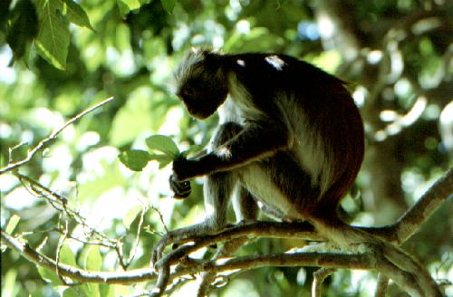 Sansibar - Jozani Forest Reserve