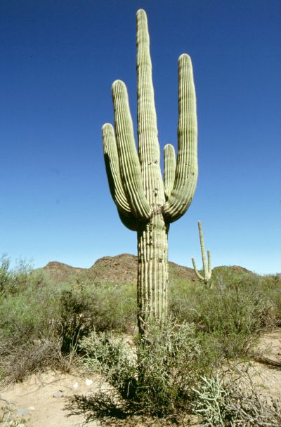 Organ Pipe Cactus N.M., 10/2003