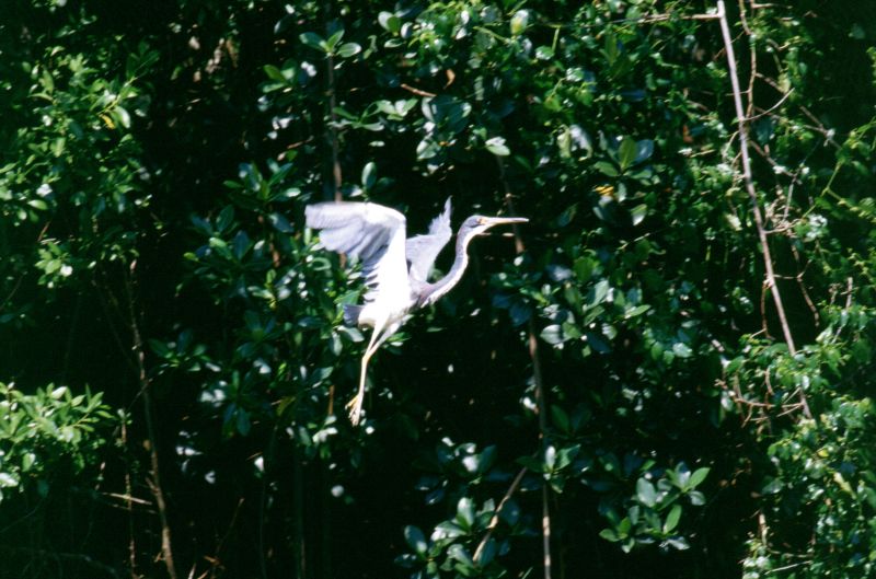 Everglades N.P., 09/2004
