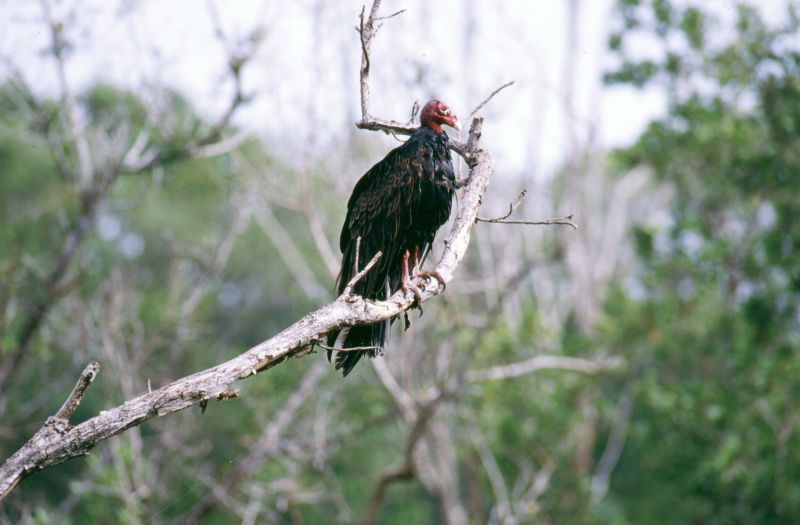 Everglades N.P., 09/2004