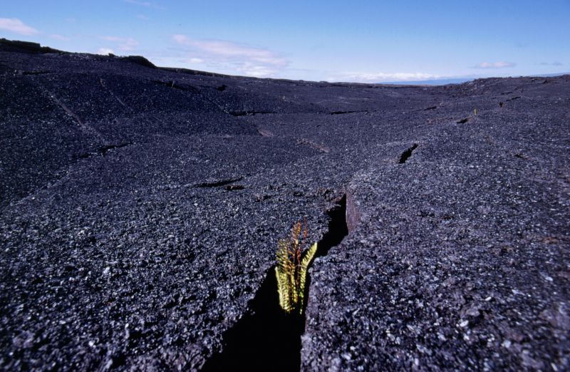 Big Island, Hawai´i Volcanoes N.P., Southwest Rift Zone, 10/2004