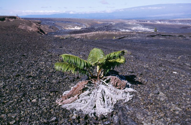 Big Island, Hawai´i Volcanoes N.P., Kilauea Caldera, 10/2004