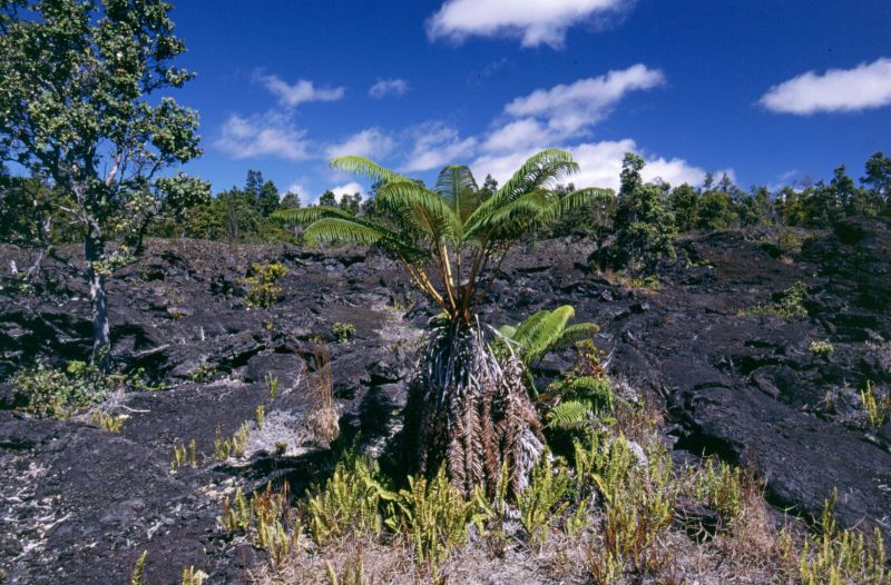 Big Island, Hawai´i Volcanoes N.P., Mauna Lava Shield, 10/2004