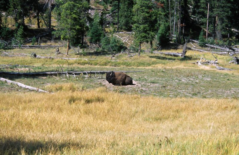 Yellowstone N.P., 09/2007